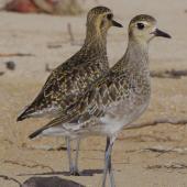 Pacific golden plover. Adults in non-breeding plumage. South-east Queensland, December 2013. Image &copy; Dorothy Pashniak by Dorothy Pashniak