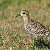 Pacific golden plover. Nonbreeding adult. Airport, Lord Howe Island, February 2017. Image &copy; Mark Lethlean by Mark Lethlean