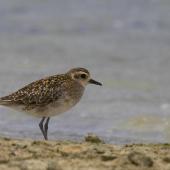 Pacific golden plover. Non-breeding adult. Lord Howe Island, November 2007. Image &copy; Sonja Ross by Sonja Ross