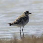 Pacific golden plover | Kuriri. Nonbreeding adult. Foxton Beach and bird sanctuary, September 2014. Image &copy; Roger Smith by Roger Smith