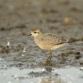 American golden plover. Immature. Illinois, October 2007. Image &copy; Jim Denny by Jim Denny http://www.kauaibirds.comhttp://www.flickr.com/photos/hawaiibirds/