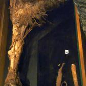 Upland moa | Moa pukepuke. Mummified leg in Otago Museum OM AV7474. near Waikaia, Southland, December 1893. Image &copy; Alan Tennyson & Otago Museum by Alan Tennyson