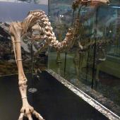 Upland moa | Moa pukepuke. Mounted skeleton in Otago Museum OM AV10049. Serpentine Range, Humboldt Mountains, Mount Aspiring National Park. Image &copy; Alan Tennyson & Otago Museum by Alan Tennyson