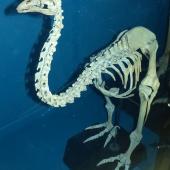 Upland moa | Moa pukepuke. Mounted skeleton in Tring Museum, England. . Image &copy; Alan Tennyson & the Natural History Museum by Alan Tennyson