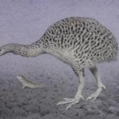 Upland moa. Adult with tuatara (495 x 700mm watercolour and watercolour pencil on paper). South Island. Image &copy; Paul Martinson by Paul Martinson