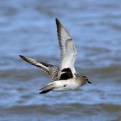 Grey plover. Adult in flight, non-breeding plumage, showing the diagnostic black axillaries. Whanganui River, October 2019. Image &copy; Duncan Watson by Duncan Watson