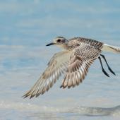 Grey plover. Nonbreeding adult in flight. Cape Arid NP, WA, Australia, March 2015. Image &copy; Mark Lethlean by Mark Lethlean