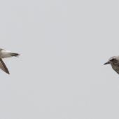 Grey plover. Two birds in flight, one showing the diagnostic black axillaries. Yalu Jiang National Nature Reserve, China, April 2010. Image &copy; Phil Battley by Phil Battley
