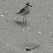New Zealand dotterel | Tūturiwhatu. Northern subspecies adult at nest with egg. Opoutere, November 2006. Image &copy; Joke Baars by Joke Baars