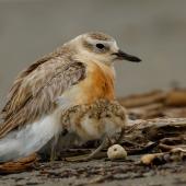 New Zealand dotterel. Male brooding 4-day-old chick. Waikanae River estuary, November 2018. Image &copy; Roger Smith by Roger Smith