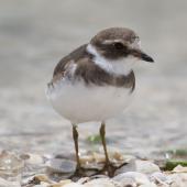 Semipalmated plover. Adult non-breeding, showing semipalmations (partial webbing between outer toes). Kidds Beach, December 2009. Image &copy; John Woods by John Woods