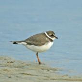 Semipalmated plover. Adult. Florida,  USA, December 2009. Image &copy; Andrew Thomas by Andrew Thomas Andrew Thomas