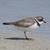 Semipalmated plover. Spring-plumaged bird on the beach. Florida,  USA, March 2018. Image &copy; David Rintoul by David Rintoul