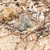Red-capped plover. Nest with two eggs. Point Leo, Victoria, Australia, January 2019. Image &copy; Mark Lethlean by Mark Lethlean