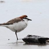 Red-capped plover. Adult male. Cape Tribulation, Queensland, August 2010. Image &copy; Dick Porter by Dick Porter