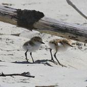 Red-capped plover. Two young chicks under branch on beach. Cape Tribulation, Queensland, Australia, August 2015. Image &copy; Duncan Watson by Duncan Watson