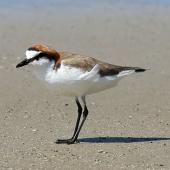 Red-capped plover. Adult on beach. Cape Tribulation, Queensland, Australia, August 2015. Image &copy; Duncan Watson by Duncan Watson