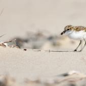 Red-capped plover. Young chick feeding. Point Leo, Victoria,  Australia, February 2020. Image &copy; Mark Lethlean by Mark Lethlean