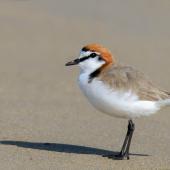 Red-capped plover. Adult male. Point Leo, Victoria,  Australia, October 2017. Image &copy; Mark Lethlean by Mark Lethlean