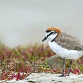 Red-capped plover. Adult male. Port Arthur, South Australia, January 2016. Image &copy; Craig Greer by Craig Greer http://craiggreer.com
