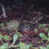Banded dotterel | Pohowera. Auckland Island banded dotterel nest with 2 eggs (under rock slab). Enderby Island,  Auckland Islands, January 2018. Image &copy; Colin Miskelly by Colin Miskelly