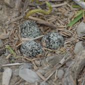 Banded dotterel. Nest with 3 eggs. Ashley River,  Canterbury, November 2010. Image &copy; Peter Reese by Peter Reese