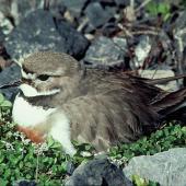 Banded dotterel | Pohowera. Adult male on nest. Rakaia River, October 1977. Image &copy; Department of Conservation by Dick Veitch Courtesy of Department of Conservation