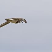 Banded dotterel. In flight. Spirits Bay, November 2011. Image &copy; Raewyn Adams by Raewyn Adams