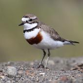 Banded dotterel | Pohowera. Adult male in breeding plumage. Wanganui, October 2012. Image &copy; Ormond Torr by Ormond Torr