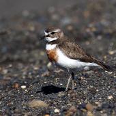 Banded dotterel | Pohowera. Adult female in breeding plumage. Wanganui, November 2012. Image &copy; Ormond Torr by Ormond Torr