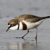 Banded dotterel. Adult male in breeding plumage foraging with expanded throat (used in displays). Manawatu River estuary, September 2010. Image &copy; Phil Battley by Phil Battley