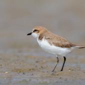 Lesser sand plover. Non-breeding adult. Wellington Point, Queensland, March 2018. Image &copy; Terence Alexander 2018 birdlifephotography.org.au by Terence Alexander