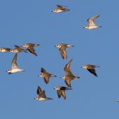 Lesser sand plover. Flock in flight showing birds from different angles. Broome, Western Australia, May 2015. Image &copy; Ric Else by Ric Else