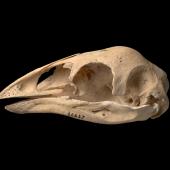 Mantell's moa. Skull and mandible (lateral). Te Papa S.036627. Hukanui, Hawke's Bay. Image &copy; Te Papa