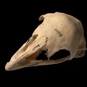 Mantell's moa | Moa ruarangi. Skull (oblique). Te Papa S.036627. Hukanui, Hawke's Bay. Image &copy; Te Papa