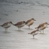 Greater sand plover. Non-breeder (front) with 4 New Zealand dotterels. Big Sand Island, February 2018. Image &copy; Russell Cannings by Russell Cannings
