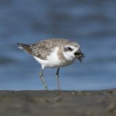 Greater sand plover. Non-breeding adult consuming a crab. Ashley estuary,  Canterbury, September 2020. Image &copy; Adam Colley by Adam Colley