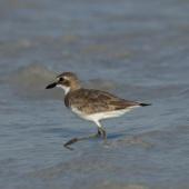 Greater sand plover. Non-breeding adult. Cable Beach, Broome, Western Australia, August 2014. Image &copy; Roger Smith by Roger Smith