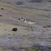 Greater sand plover. Non-breeding adult. Mauritius, February 2016. Image &copy; Colin Miskelly by Colin Miskelly