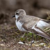 Greater sand plover. Nonbreeding adult stretching. Awarua Bay, September 2016. Image &copy; Paul Sorrell by Paul Sorrell