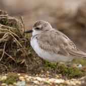 Greater sand plover. Nonbreeding adult. Awarua Bay, September 2016. Image &copy; Paul Sorrell by Paul Sorrell