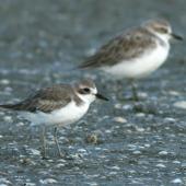Greater sand plover. Non-breeding plumage (New Zealand dotterel in background). Miranda, April 2007. Image &copy; Phil Battley by Phil Battley