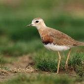 Oriental dotterel. Adult male in breeding plumage. Shanghai, China, March 2010. Image &copy; Jacques Wei by Jacques Wei