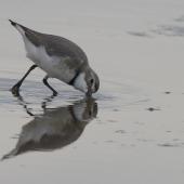 Wrybill | Ngutu pare. Adult in breeding plumage feeding. Ashley estuary, Canterbury, September 2012. Image &copy; Steve Attwood by Steve Attwood http://stevex2.wordpress.com/
