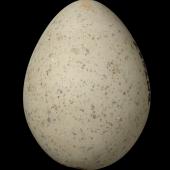 Wrybill | Ngutu pare. Egg 35.3 x 26.4 mm (NMNZ OR.007487). Rakaia River. Image &copy; Te Papa by Jean-Claude Stahl