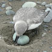 Wrybill | Ngutu pare. Adult at nest with two eggs. Waimakariri River, September 2009. Image &copy; Dianne Parker by Dianne Parker