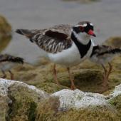 Black-fronted dotterel. Adult with chicks. Waipara river lagoon [Amberley Beach],  North Canterbury. Image &copy; K G Shakespeare by Kevin Shakespeare Layzeboy Photography © Nature & Wildlife K G Shakespeare