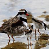 Black-fronted dotterel. Adult with two chicks. Waipara river lagoon [Amberley Beach],  North Canterbury. Image &copy; K G Shakespeare by K G Shakespeare Kevin Shakespeare Layzeboy Photography © Nature &amp; Wildlife