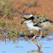 Black-fronted dotterel. Chick. Bowra - near Cunnamulla, Queensland,  Australia, August 2019. Image &copy; Mark Lethlean by Mark Lethlean