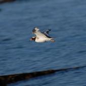 Shore plover. Male in flight. Mana Island, March 2009. Image &copy; Peter Reese by Peter Reese